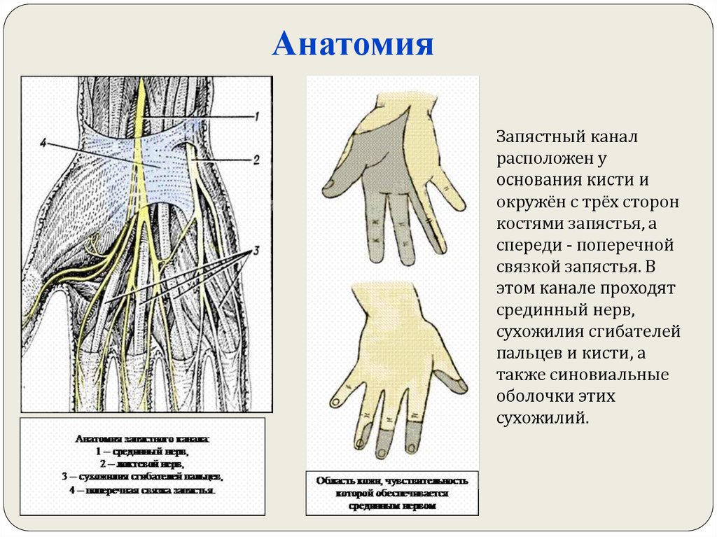 Каналы запястья топографическая анатомия схема