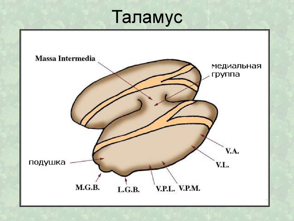 Что такое таламус. Промежуточный мозг таламус строение. Таламус зрительный бугор анатомия. Подушка таламуса анатомия. Таламус строение ядра.