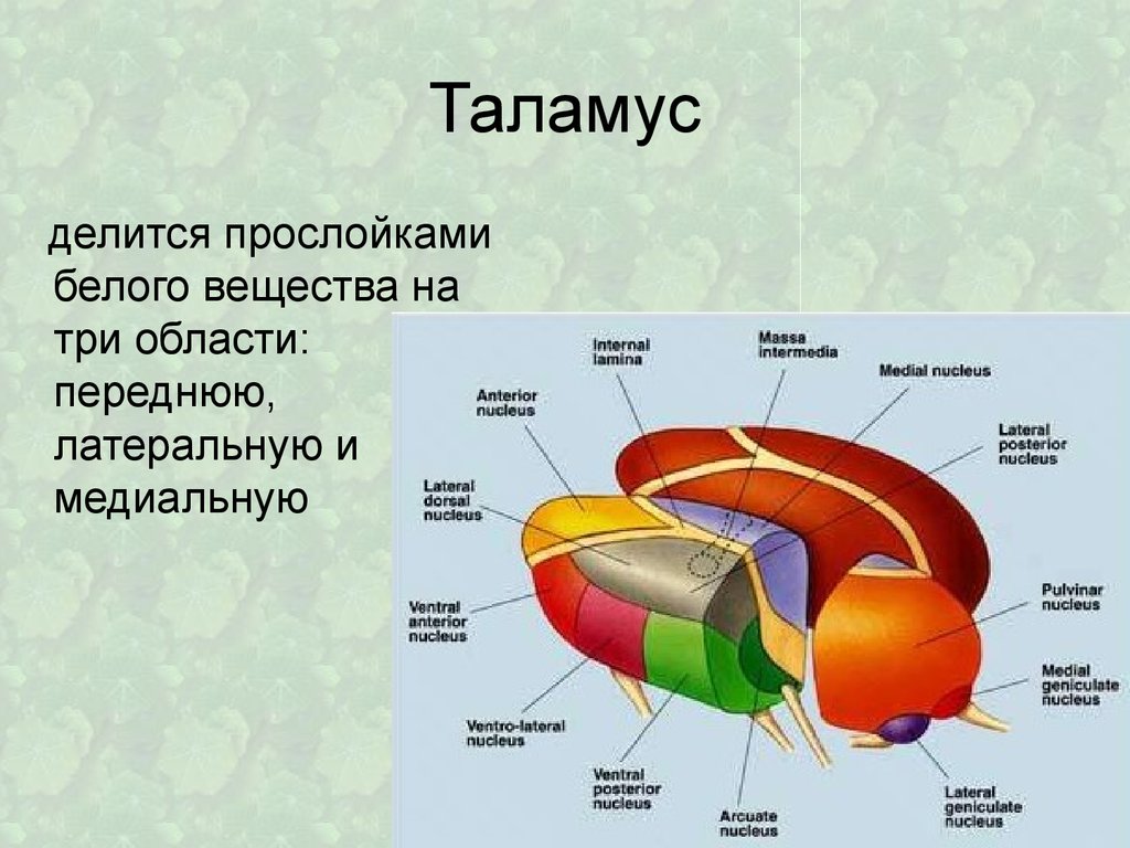 Схема ядер таламуса