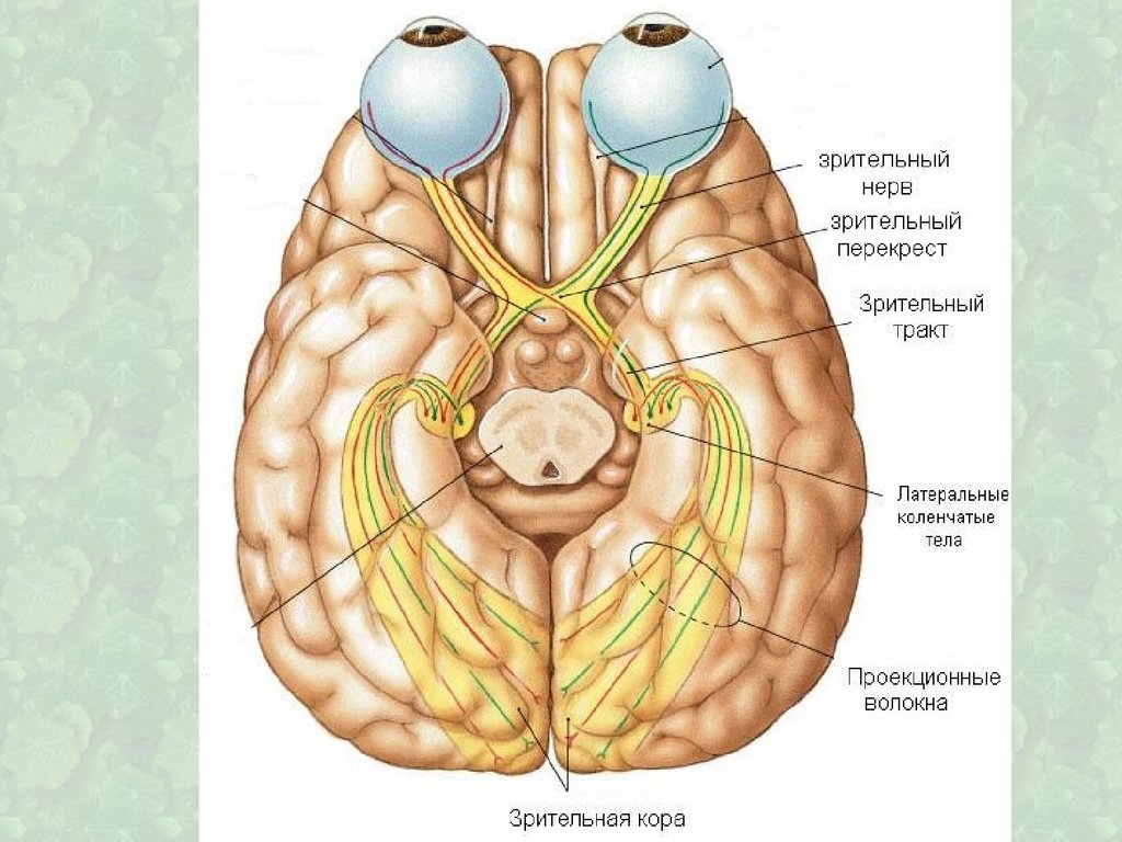 Зрительный нерв в головной мозг. Промежуточный мозг зрительный нерв. Зрительный нерв (nervus Opticus). Зрительный нерв ,хиазма анатомия. Зрительный Перекрест анатомия.