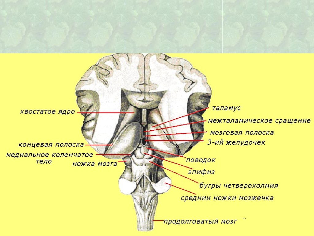 Коленчатые тела мозга. Промежуточный мозг таламус строение. Таламус анатомия строение. Наружное строение промежуточного мозга. Внешнее строение таламуса.