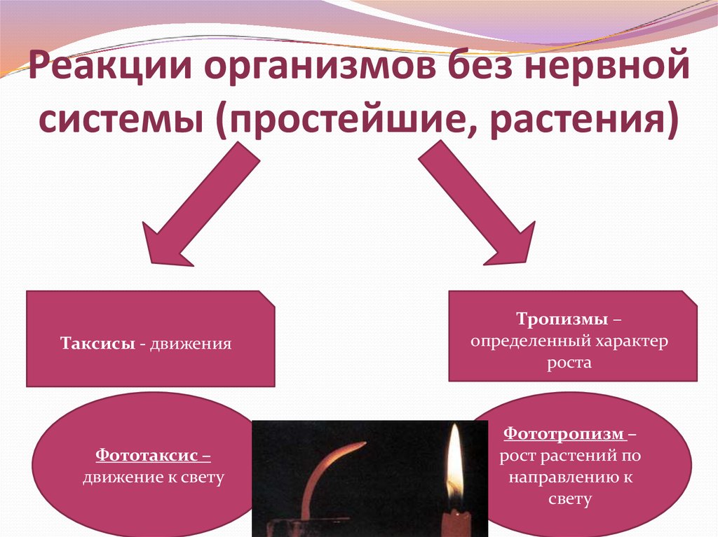 Фототаксис это. Движения растений тропизмы настии и таксисы. Таксисы и тропизмы. Движение растений фототаксис. Примеры таксисов у животных.