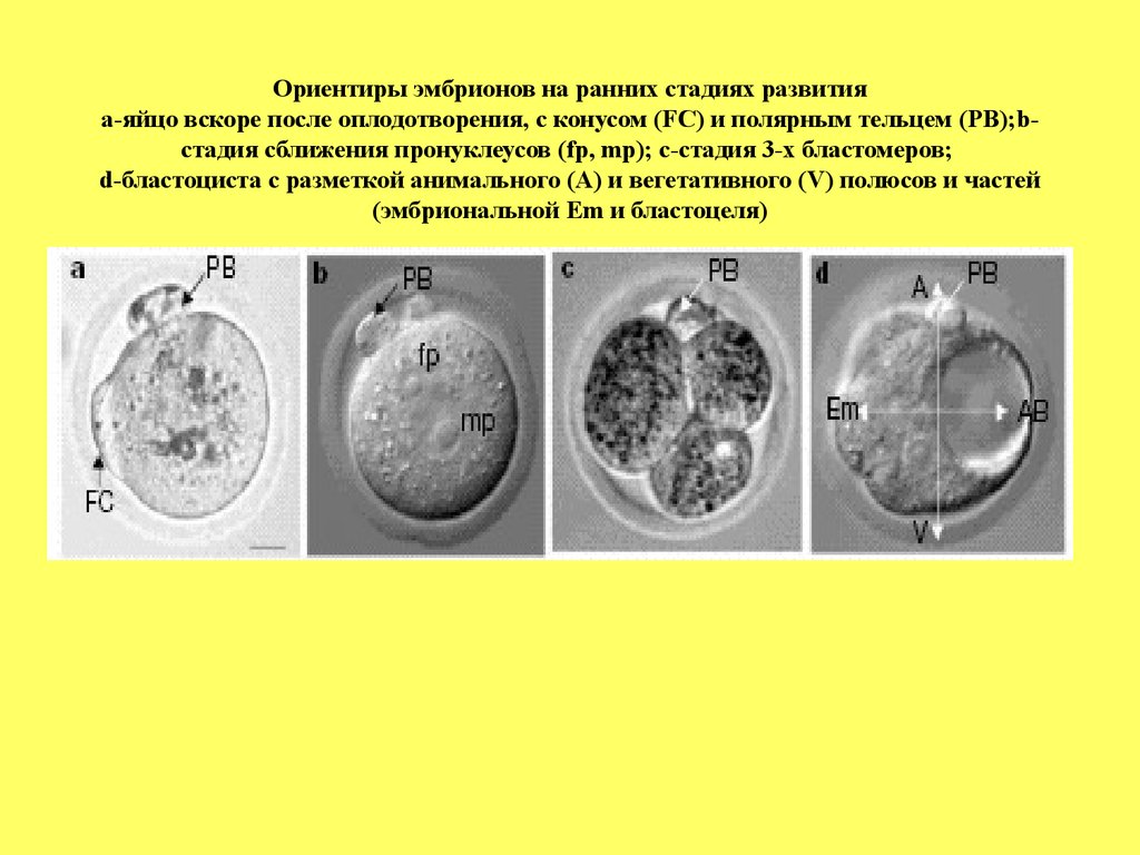 После оплодотворения. Эмбрионы на стадии ранней бластоцисты. Строение эмбриона. 8 Клеточный эмбрион. Стадии эмбрионального развития дрозофилы.