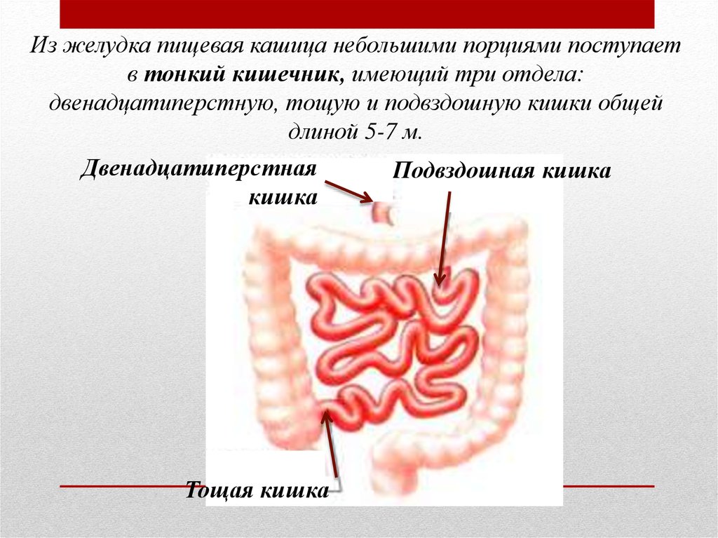 Тонкий кишечник система органов какая. Подвздошная кишка тонкий кишечник. Тонкий кишечник состоит из 3 отделов. Двенадцатиперстная тощая и подвздошная кишка. Тонкая и двенадцатиперстная кишка.