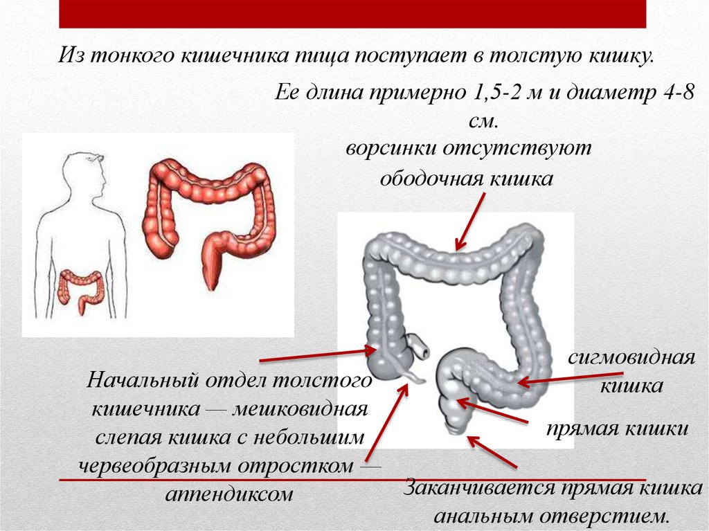 Толстый отдел кишечника. Диаметр тонкой и толстой кишки. Диаметр Толстого кишечника.