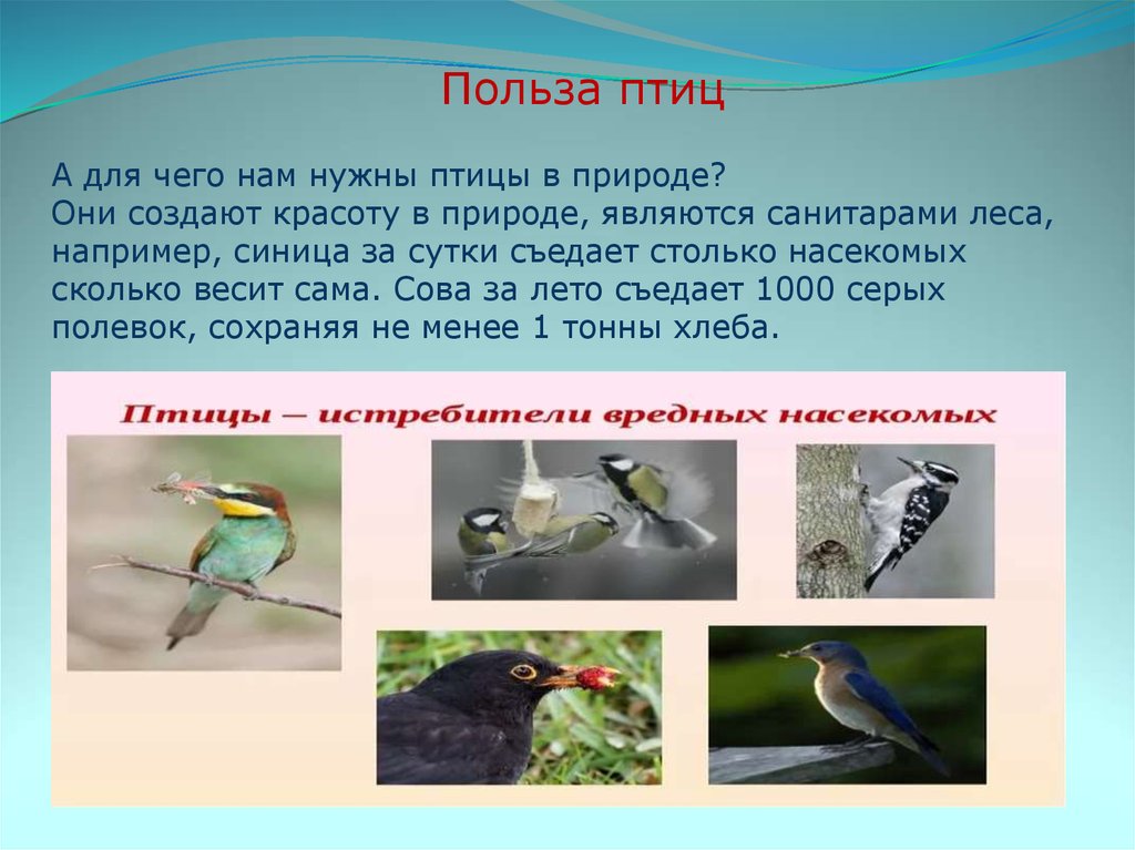 Значение птиц в природе конспект