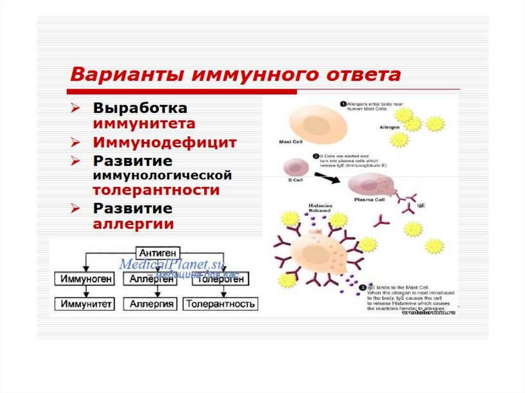 Аллергия как проявление иммунодефицита проект