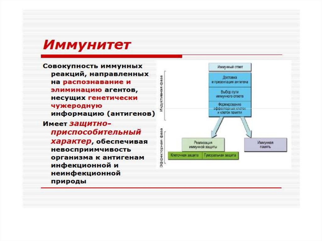 Иммунопатология патофизиология презентация