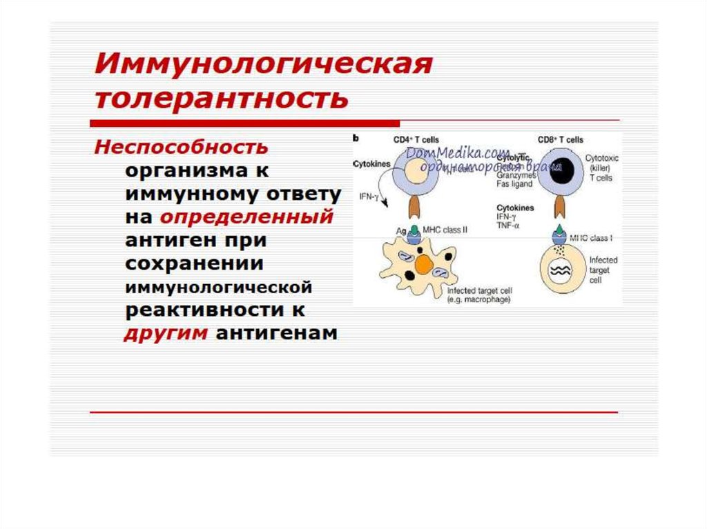 Иммунопатология патофизиология презентация