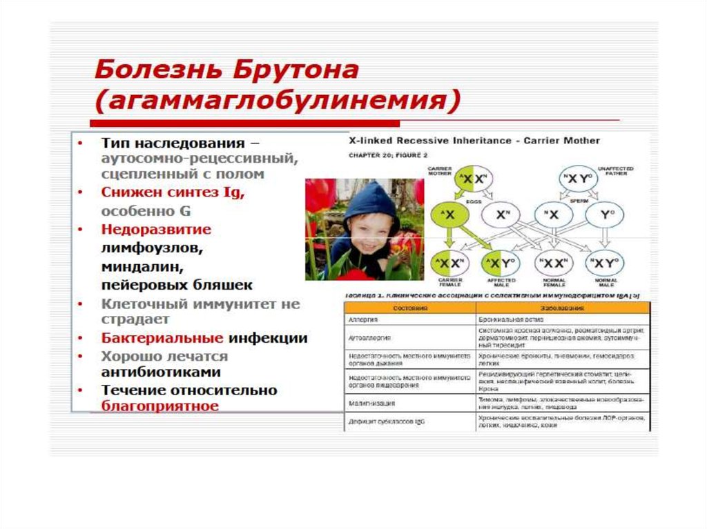 Иммунопатология патофизиология презентация