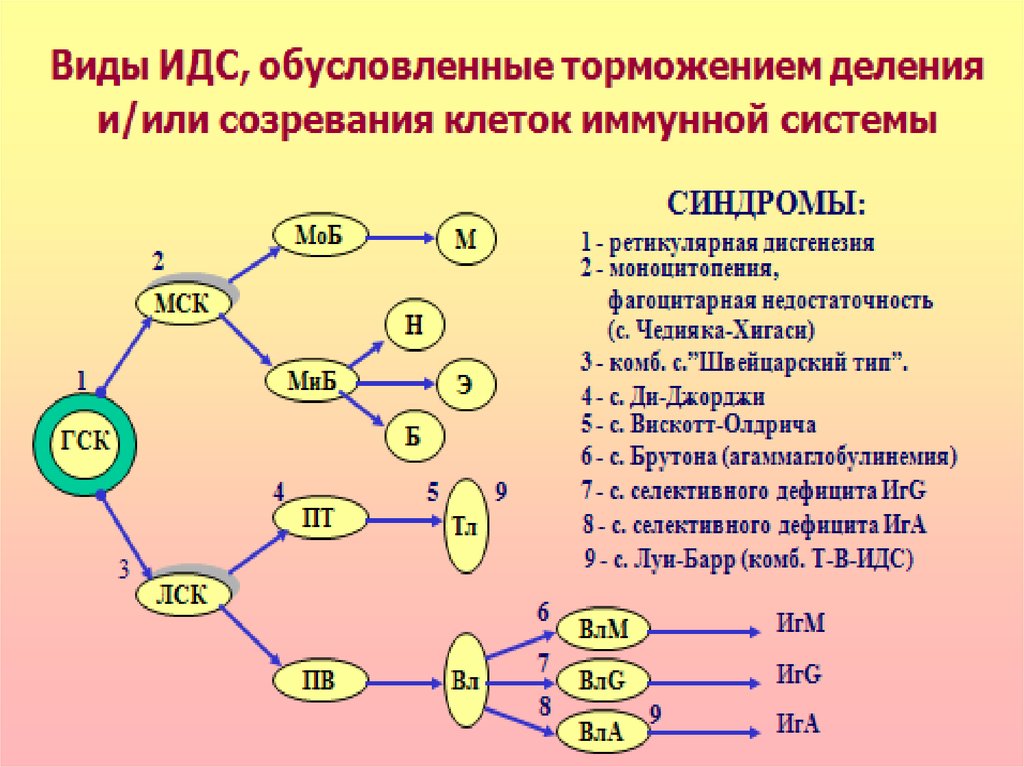 Иммунопатология патофизиология презентация