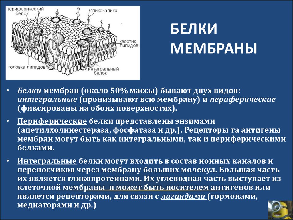 Белок мембраны клетки. Белки цитоплазматической мембраны классифицируют. Интегральные белки цитоплазматической мембраны. Функции белков в плазматической мембране. Интегральный мембранный белок функции.