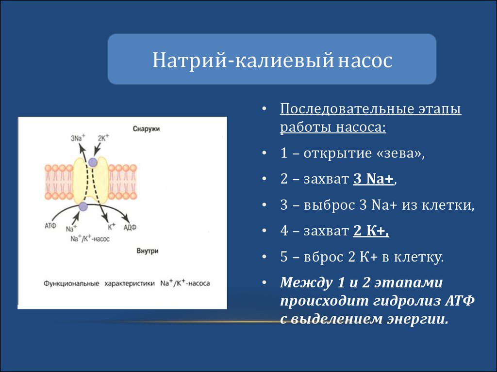 Натрий калиевый насос. Работа натрий калиевого насоса. Фазы работы натрий калиевого насоса. Работа калиево натриевого насоса. Этапы работы натрий калиевого насоса.