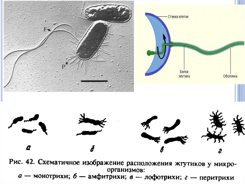 Лофотрихи бактерии. Перитрихи амфитрихи. Монотрих это в микробиологии. Лофотрихи это бактерии. Перитрихи это микробиология.
