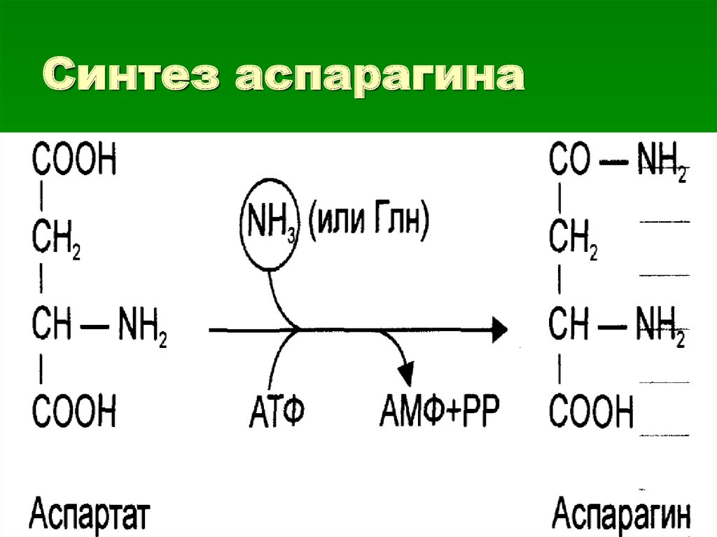 Аспартан. Синтез аспарагина из аспарагиновой кислоты. Аспарагин кислота формула. Реакция образования аспарагина. Синтез глутамина и аспарагина.