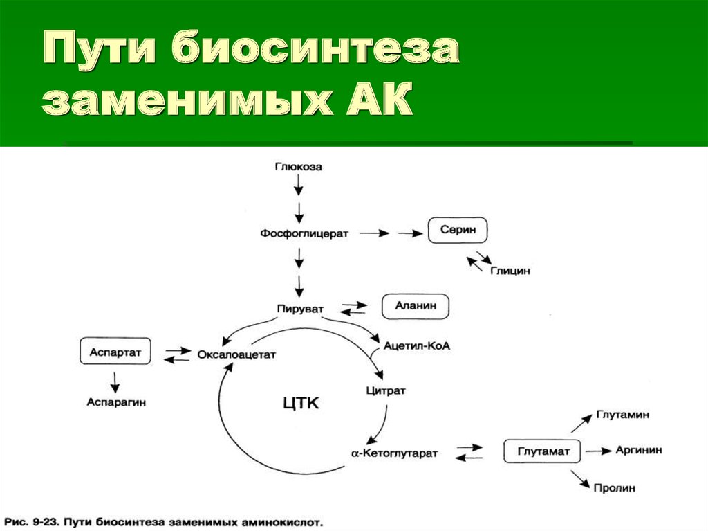 Биосинтез аминокислот. Синтез заменимых АК. .Биосинтез заменимых АК. Схема синтеза заменимых АК. Пути синтеза заменимых аминокислот.