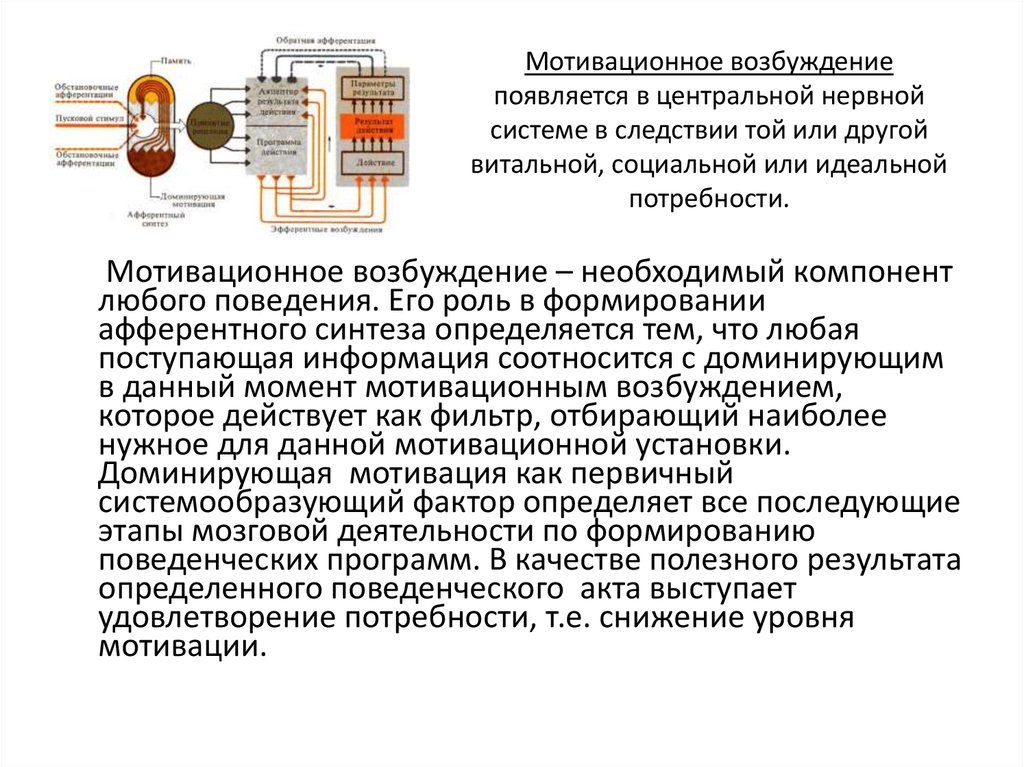 Функционально поведенческий. Функциональная система поведенческого акта. Функциональная система поведенческого акта физиология. Пример поведенческого акта. Стадии системной архитектоники поведенческого акта.