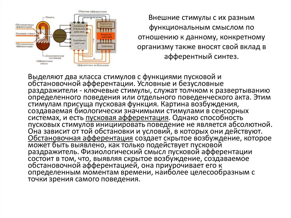 Стадии поведенческого акта презентация