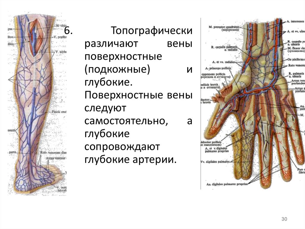 Поверхностные вены. Глубокие вены сопровождающие артерию. Глубокие вены, сопровождающие одноимённые артерии:. Подкожные наружные и глубокие вены.