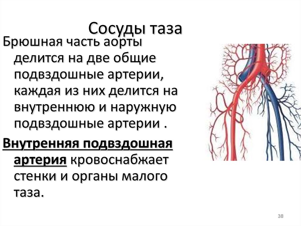 Застой крови у мужчин. Подвздошная Вена малого таза. Наружная подвздошная Вена анатомия. Внутренняя подвздошная артерия анатомия. Сосуды малого таза анатомия.