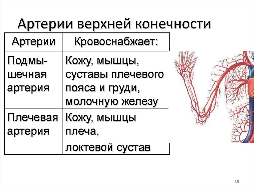 Кровоснабжение верхней конечности схема