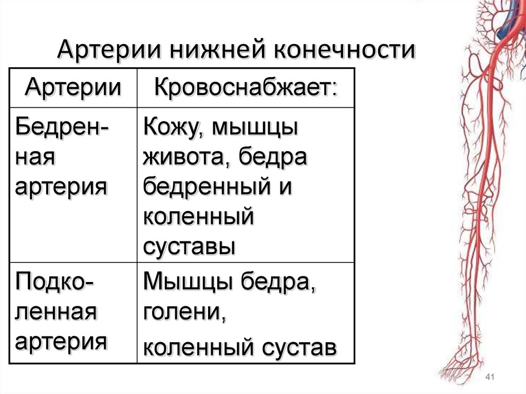 Кровоснабжение верхней конечности схема