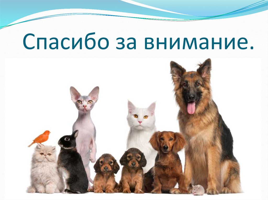 Спасибо за внимание.