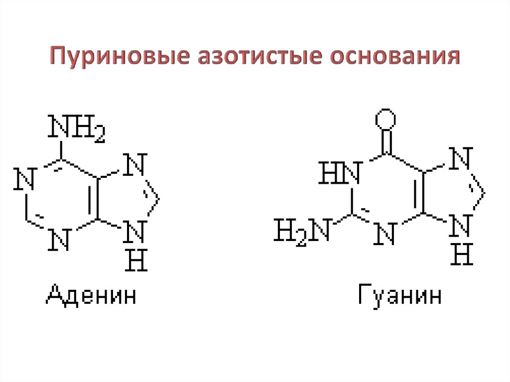 Замена аденина на тимин изменение плоидности клетки. Пуриновые азотистые основания. Катаболизм пуриновых азотистых оснований. Серебряная проба на пуриновые основания. Схема катаболизма пуриновых нуклеотидов.