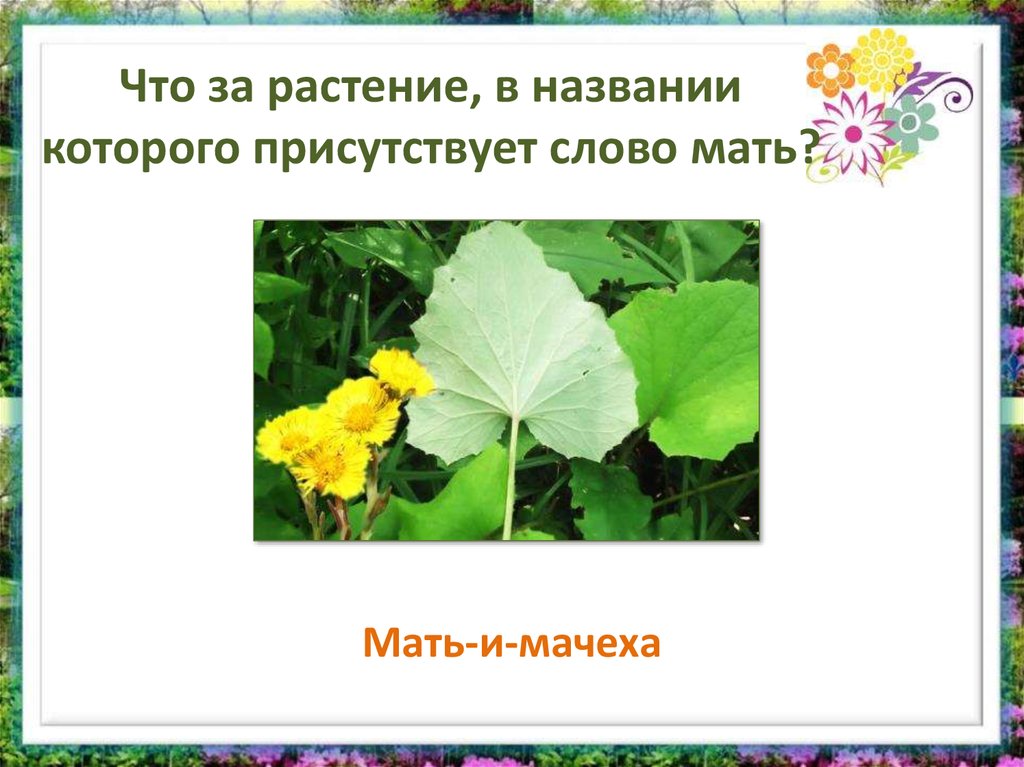 Слова присутствующий. Растение , в названии которого присутствует слово лед.