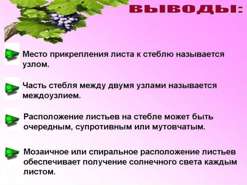 Какое значение листьев. Место прикрепления листа к стеблю называется. Место прикрепления листа к стеблю называют. Место прикрепления листьев к стеблю. Место прикрепления листьев и почек.