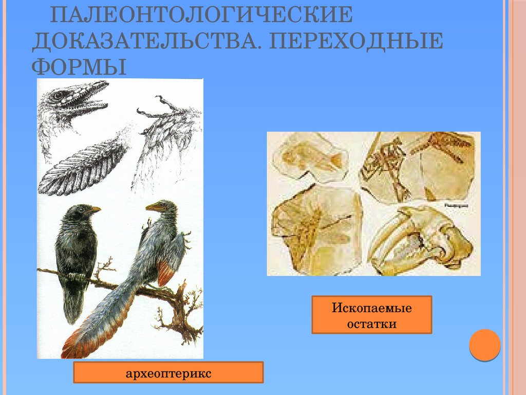 Какие ископаемые формы организмов относятся к переходным рассмотрите рисунок