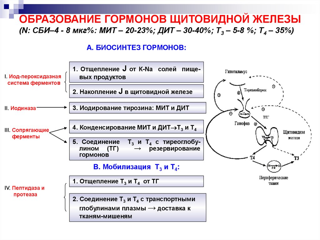 Схема синтеза тиреоидных гормонов