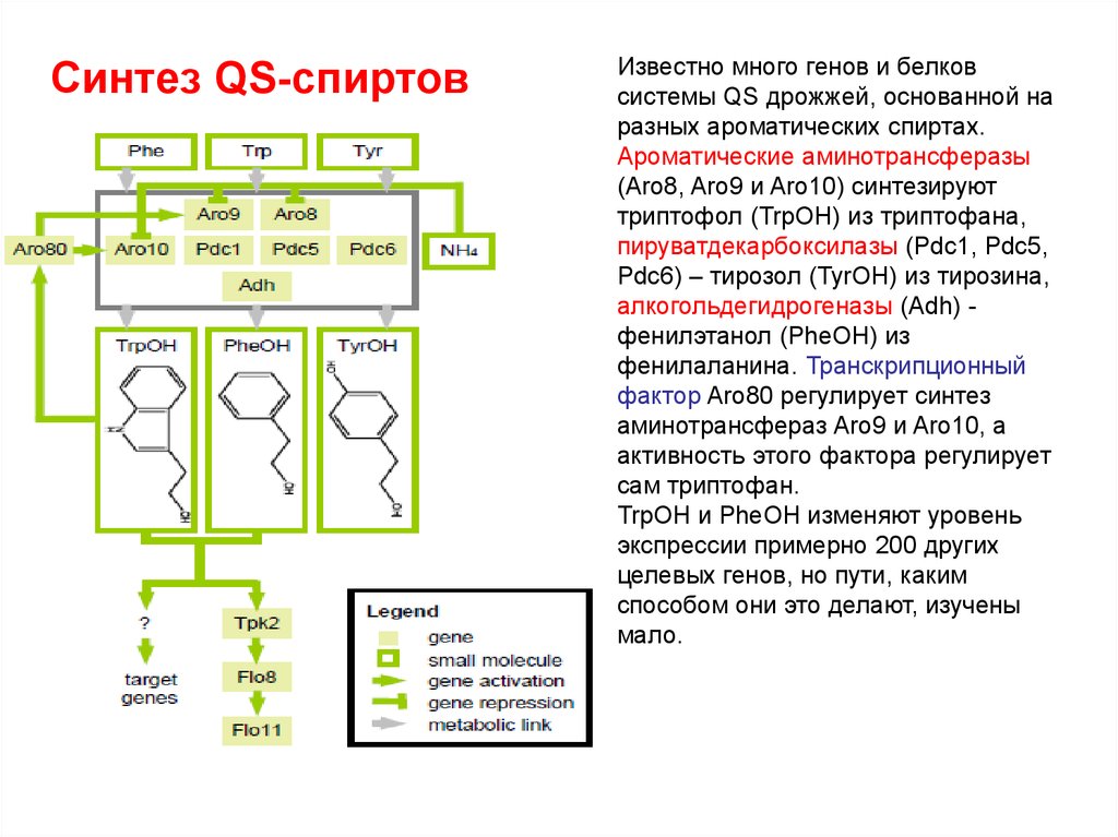 Описание синтеза. Факторы регулирующие Синтез белков. Системы экспрессии в дрожжах. Целевые гены. Одногибридная дрожжевая система.