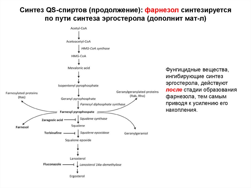 Описание синтеза. Схема синтеза эргостерола. Биосинтез эргостерола. Схема биосинтеза эргостерина. Схема биосинтеза эргостерина и витамина д.