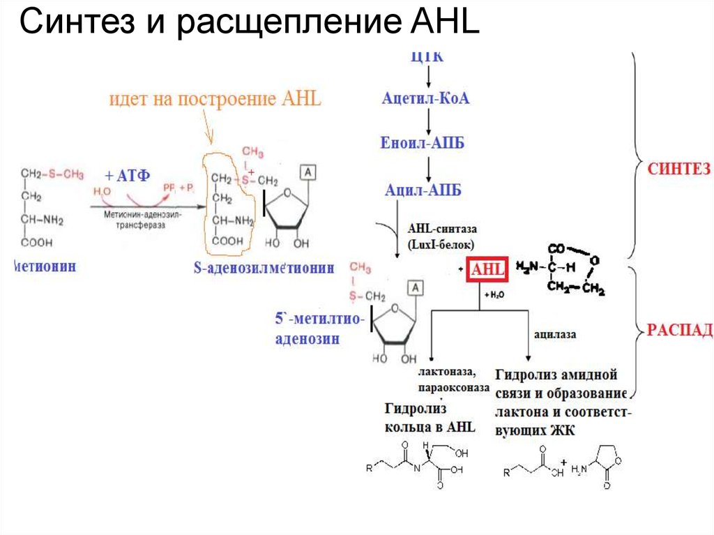 Три синтез. Расщепление и Синтез. Ацетил КОА В ацетил АПБ. Ацетил КОА расщепляется. AHL Синтез и расщепление.