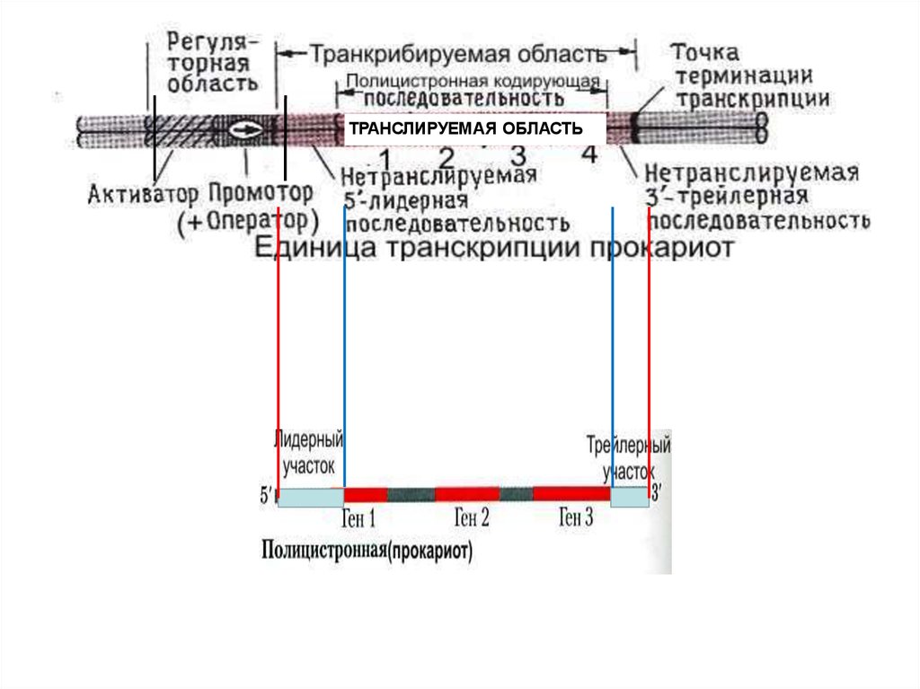 Схема механизмов регуляции информационного стресса