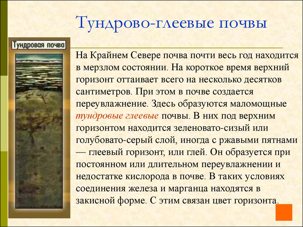 Содержание гумуса в тундровой глеевой почве. Тундрово-глеевые почвы характеристика. Тундра глеевые почвы характеристика. Гумусовый Горизонт Тундровая глеевая. Тундрово-глеевые почвы почвенный профиль.