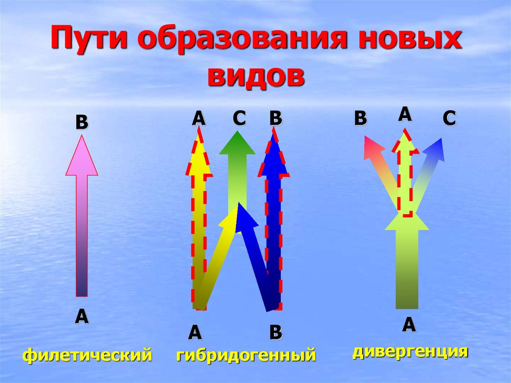 Пути образования. Пути образования новых видов. Образование новых видов схема. Способы образования новых видов. Примеры образования новых видов.