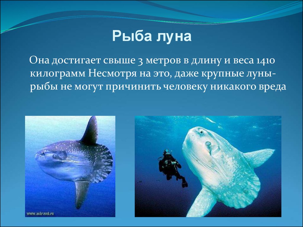 Информация про рыб. Доклад про рыб. Интересные темы про рыб. Интересные факты о рыбах. Рыба Луна.