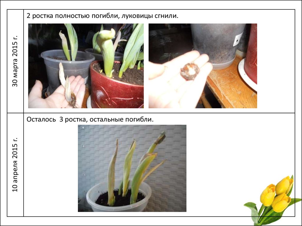 Как вырастить тюльпаны дома - презентация онлайн