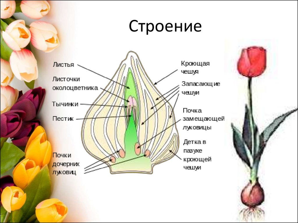 Как вырастить тюльпаны дома - презентация онлайн