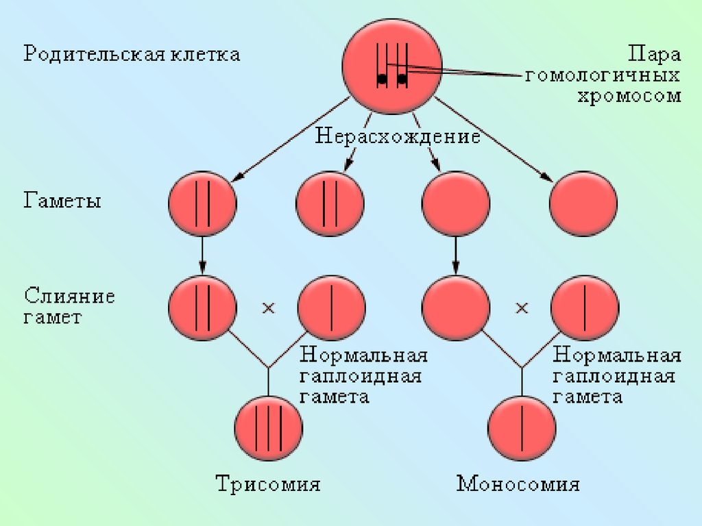 Первичное нерасхождение половых хромосом. Вторичное нерасхождение хромосом. Первичное и вторичное нерасхождение хромосом. Группа крови и наследственные заболевания проект.