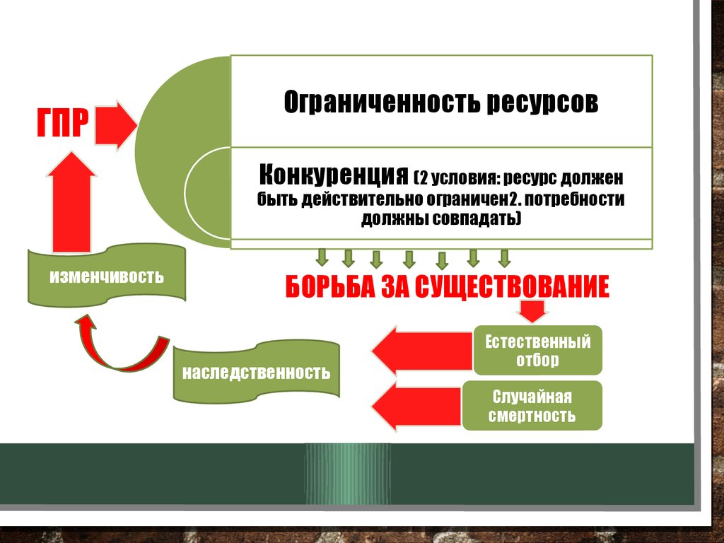 Усложнения в Эволюции. Формы отбора. Помехоустойчивость. Искусственный отбор  - презентация онлайн