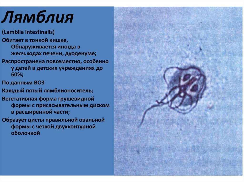 Трипаносома способна к фотосинтезу