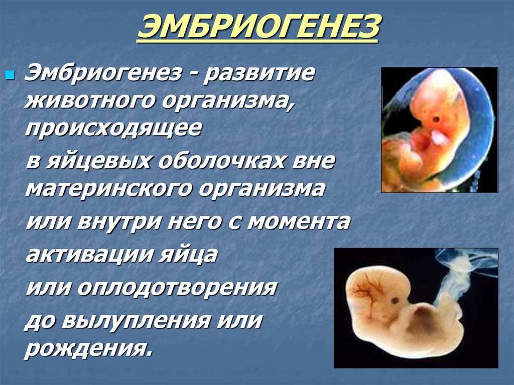 Онтогенез 2 стадия. Эмбриогенез животных этапы. Онтогенез эмбриогенез животных. Формирование зародыша эмбриогенез. Эмбриональный период онтогенеза животных.