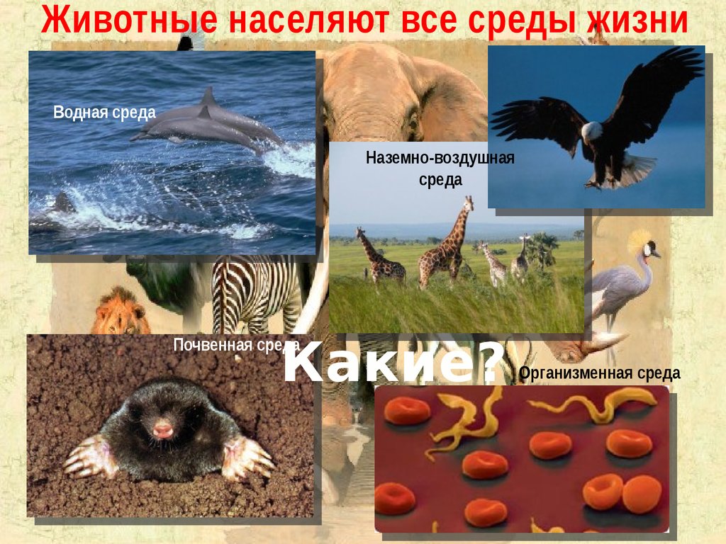 Наземно водно воздушная среда. Почвенная водная наземно воздушная и. Водная почвенная наземно-воздушная организменная. Животные населяют все среды жизни. Организменная и наземно-воздушная среда.