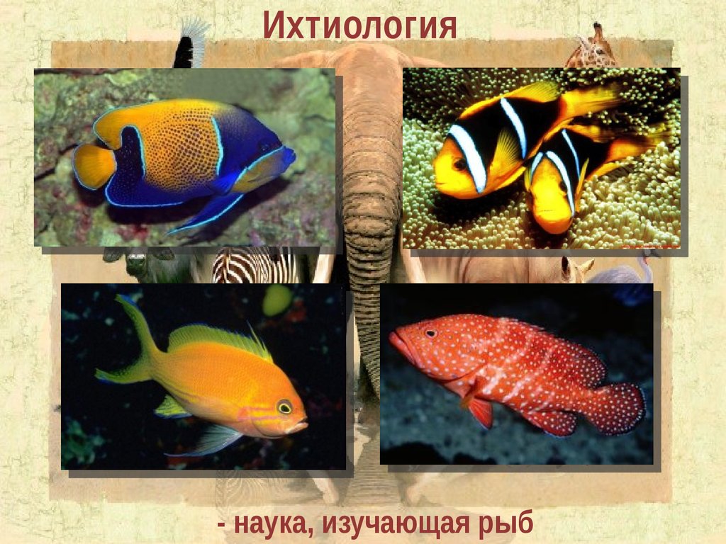 Какая биология изучает рыб. Ихтиология это наука о. Наука о рыбах. Рыба ихтиология. Изучение рыб наука.