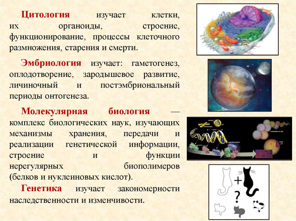 Наука изучающая клетку. Науки изучающие размножение и развитие. Цитология генетика эмбриология изучает. Какая наука изучает клетки. Какая наука изучает размножение и онтогенез.