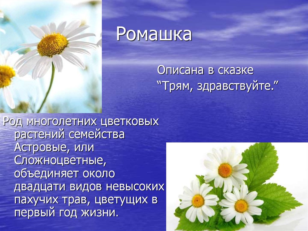 Какой цветок является символом всероссийского дня семьи. Род ромашки. Ромашка это вид или род. Ромашка вид род семейство. Ромашки род и виды растений.