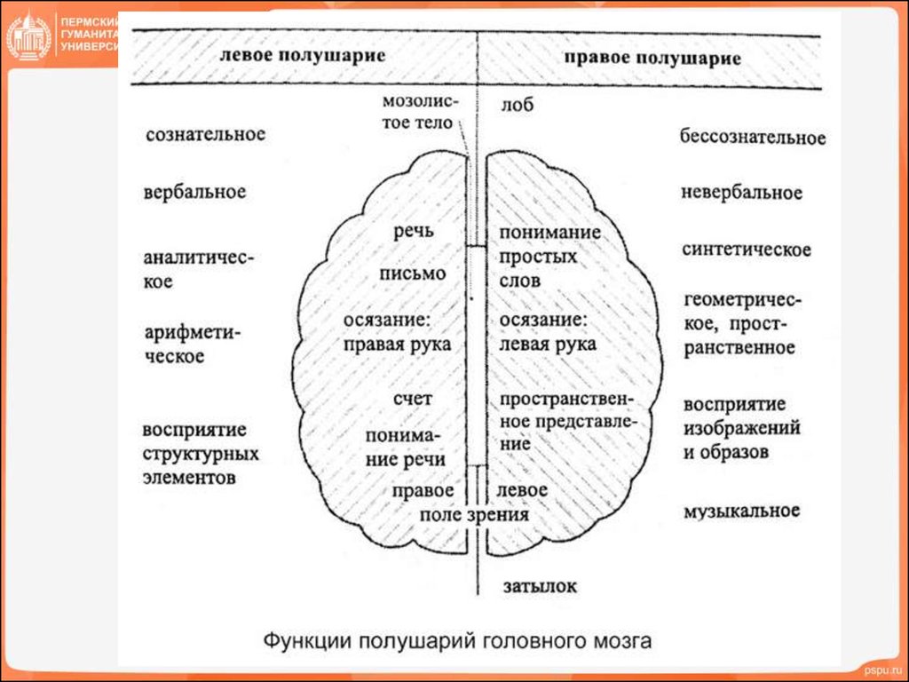 Левая гемисфера головного мозга